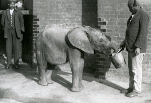 El joven elefante africano Kiberenge siendo alimentado por Darisha mientras Syed Ali observa en el fondo, Zoológico de Londres, septiembre de 1923 de Frederick William Bond